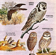 Small Owls Varieties And Types 1966 Color Bird Art Print Nature #2 ADBN1Q - $378.90 MXN