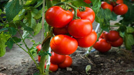 30 Jersey Tomato Seeds Beefsteak  - $4.13