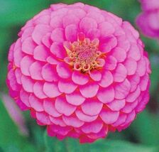 Zinnia Illumination Flower Seeds - $4.47