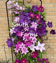 Item image 1 image 1