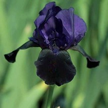 New Fresh Black Tall Bearded Flag Iris Perennial Garden Flower Seeds - £11.78 GBP