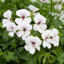 USA Seller Bin2R11D2 Geranium Reach Out White 100 Seeds Ivy Geranium Fast Shippi - $54.70