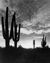 The Living Desert Cactus Plants in Desert Landscape Partly in Shadow 16x... - £56.08 GBP