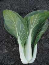 Dwarf No.1 Cabbage, 5 Grams Seeds / Bag D - $14.35