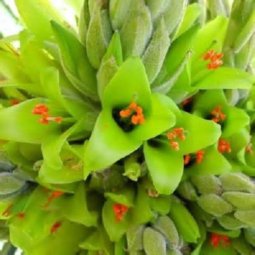 5 Puya Chilensis Flower Seeds-1212