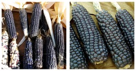 Hopi Blue Corn Seeds 120 Seeds Fresh Garden Seeds - £20.70 GBP