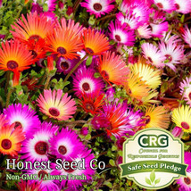 Color Mix Ice Plant Ground Cover Seeds Fresh Garden Seeds - $9.00