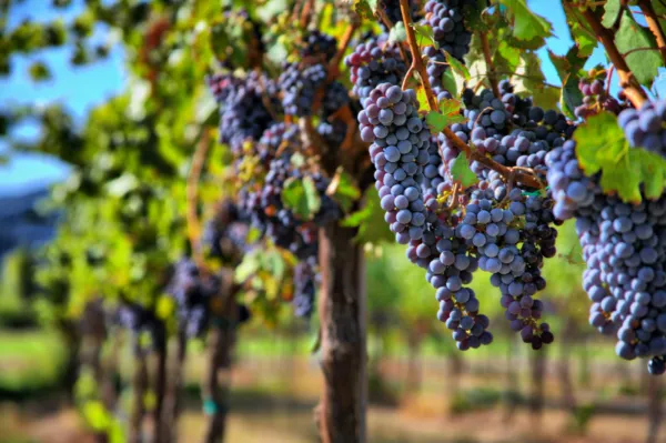 30 Grape Vine Seeds, Grape Seeds For Planting, Wine Grape Fruit, Vitis Vinifera  - £10.29 GBP