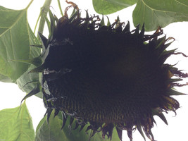 7 Giant Black Sunflower Seeds-1148A - £3.17 GBP