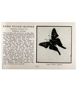 Long Tailed Skipper Butterfly Print 1934 America Antique Insect Art PCBG14A - $19.99
