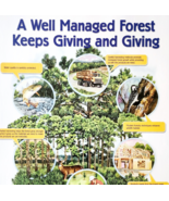 2002 International Paper Poster Life Of A Forest Trees Recycling Vintage... - €21,46 EUR 2002 International Paper Poster Life Of A Forest Trees Recycling Vintage... - €21,46 EUR