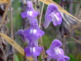 Best 100 Hoary Downy Skullcap Scutellaria Incana Flower Seeds - $17.79