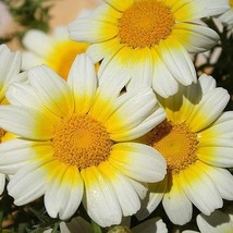 Daisy Garland Chrysanthemum Holistic Herbal Edible Leaves Non-Gmo 1000 S... - £7.80 GBP