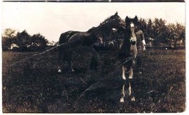 RPPC Postcard Man With Two Horses In Field - £1.54 GBP