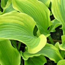 New Fresh Seeds 20 Atlantis Hosta Seeds Hosta Sieboldiana Atlantis - £8.58 GBP