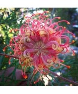 20 Colorful Bee Flower Seeds – Passion Blooms, Organic &amp; Non-GMO - $15.99