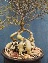 Euphorbia hedyotoides exotic rare madagascar bonsai caudex cacti seed 30 seeds - £15.61 GBP