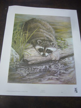 Signed Raccoon print by ednnis curry 1983.on high quality paper - £18.68 GBP