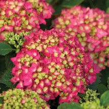 Fresh 5 Pink Shira Hydrangea Seeds Hardy Shrub BushFlower Seed 814 US Seller - £8.54 GBP