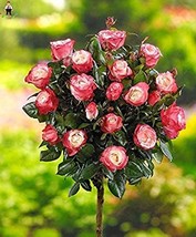 200 pcs Rare MUL-Color Rose Amazingly Beautiful Indoor Rainbow Roses Tree Bonsai - £6.92 GBP