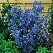 Gun-el Delphinium Larkspur Butterfly blue 50 Seeds  - $4.80