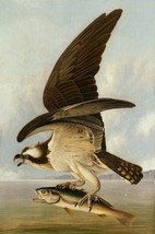 Giclee Oil Painting John James Audub Osprey and Weakfish Fine - £6.45 GBP+