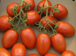 50 SEEDS ROMA ITALIAN TOMATO HEIRLOOM SEEDS FOR QUICK GARDEN MAGIC - £6.38 GBP