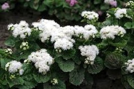 50 White Clouds Ageratum Flower Seeds / Annual USA Seller Garden Fresh - £10.30 GBP