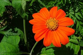 Florist Choice Torch Tithonia Rotundifolia Mexican Sunflower 50 Seeds  From US  - £6.58 GBP