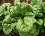 200 Bloomsdale Spinach Seeds Fast Shipping - $8.99