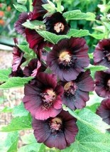 Hollyhock NIGRA Alcea Rosea Deep Red Black Fall Plant Non-GMO 50 Seed 2023 CROP - £6.76 GBP