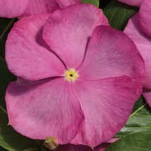 USA SELLER Vinca Seeds Vinca Vitalia Pink 25 Thru 100 Seeds Flower Seeds... - $19.00