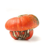 PS 25 Turks Turban Squash Seeds Fast Grow - $17.38 CAD