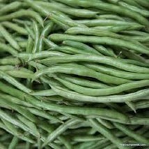 New Contender Green Bean - 25 , Organic, Heirloom Seeds. Stringless. One Of The  - £6.33 GBP