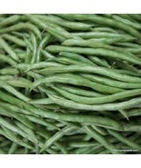 New Contender Green Bean - 25 , Organic, Heirloom Seeds. Stringless. One... - £6.34 GBP