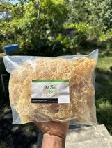 Caribbean Gold Premium Whole Leaf Irish Moss Sea Moss (1lbs) - £13.29 GBP