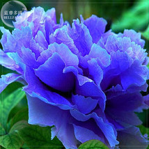 Paeonia Suffruticosa Seeds Pack 5 Seeds Bonsai Chinese Blue Peony E4051 Fresh Ga - £7.73 GBP