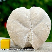 Rare Micraster Heart Fossil Echinoid - Cretaceous Seaford Chalk, Seven Sisters, - $27.92