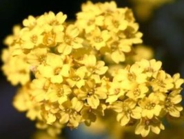 THJAR ALYSSUM BASKET OF GOLD 50 FRESH FLOWER SEEDS FREE USA SHIPPING - $2.38