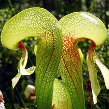 200 Seeds Carnivorous Cobra Lily, Rare Flowers Seeds, Darlingtonia Californica  - $30.00