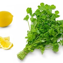 USA SELLER New 25 Organic Dwarf Lemon Cilantro Coriander Spice Coriandrum Sativu - $14.90