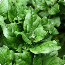 Fresh 100 New Zealand Spinach Seeds Non-Gmo - £10.34 GBP