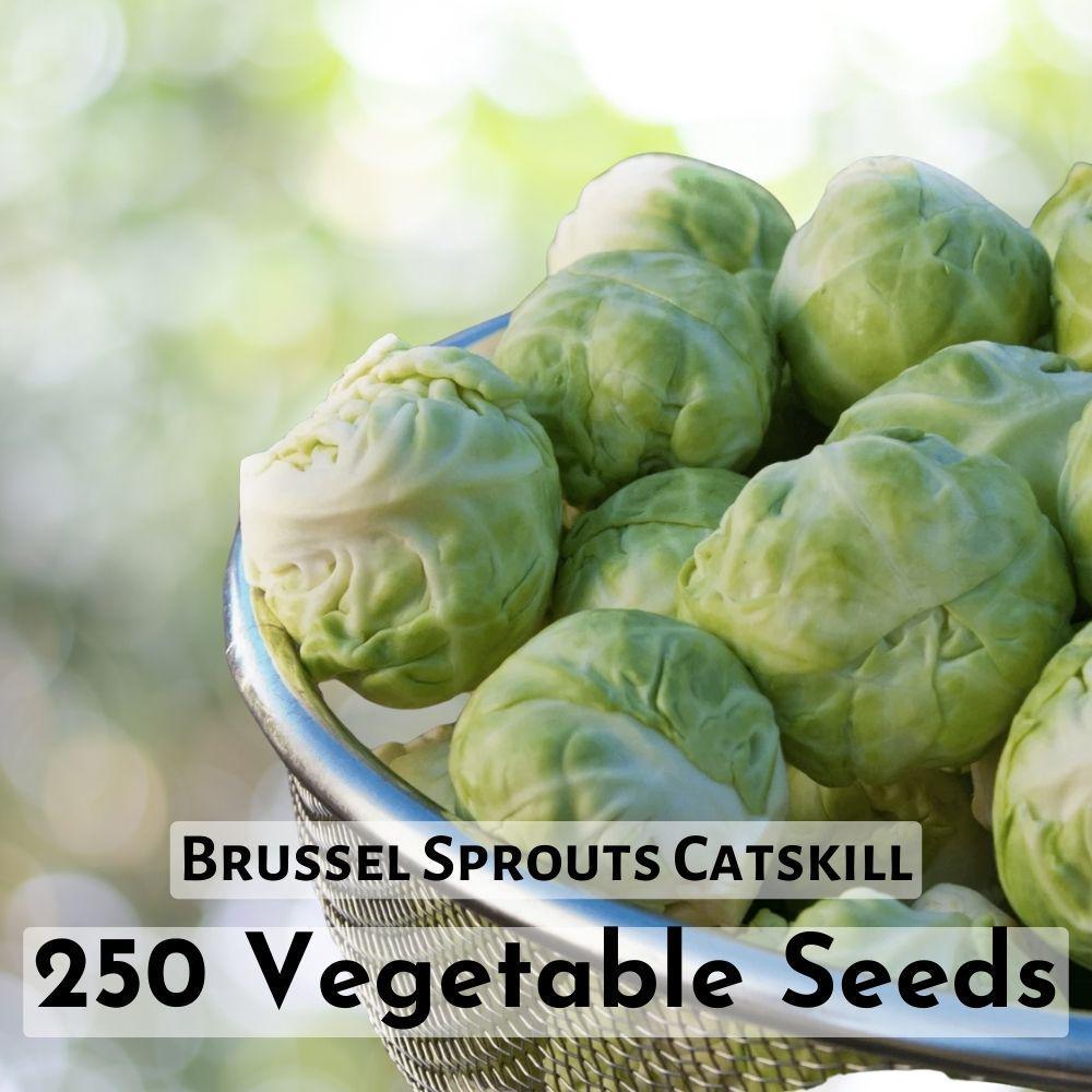 250 Seeds Brussel Sprouts Catskill Vegetable Plant - $11.90