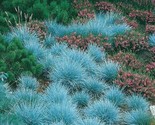 500 Blue Fescue Grass Seeds Festuca Cinerea Glauca Blue Grass Ornamental... - $8.99