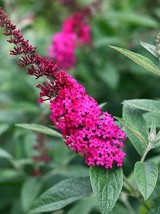 Live Plant - Miss Molly Red Butterfly Bush - 2 Gall Pot - Outdoor Living - $130.99