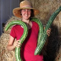 100 Painted Serpent Cucumber Seeds Organic Heirloom Non Gmo USA Seller Garden Fr - £7.86 GBP