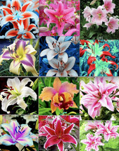 USA Store 20 Seeds Mixed Lily Seeds Beautiful Flower Plant  Fast Ship - £6.90 GBP