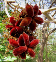 5 Pc Seeds Sterculia Urens Flower Plant,  Indian Tragacanth Seeds for Planting  - £19.83 GBP
