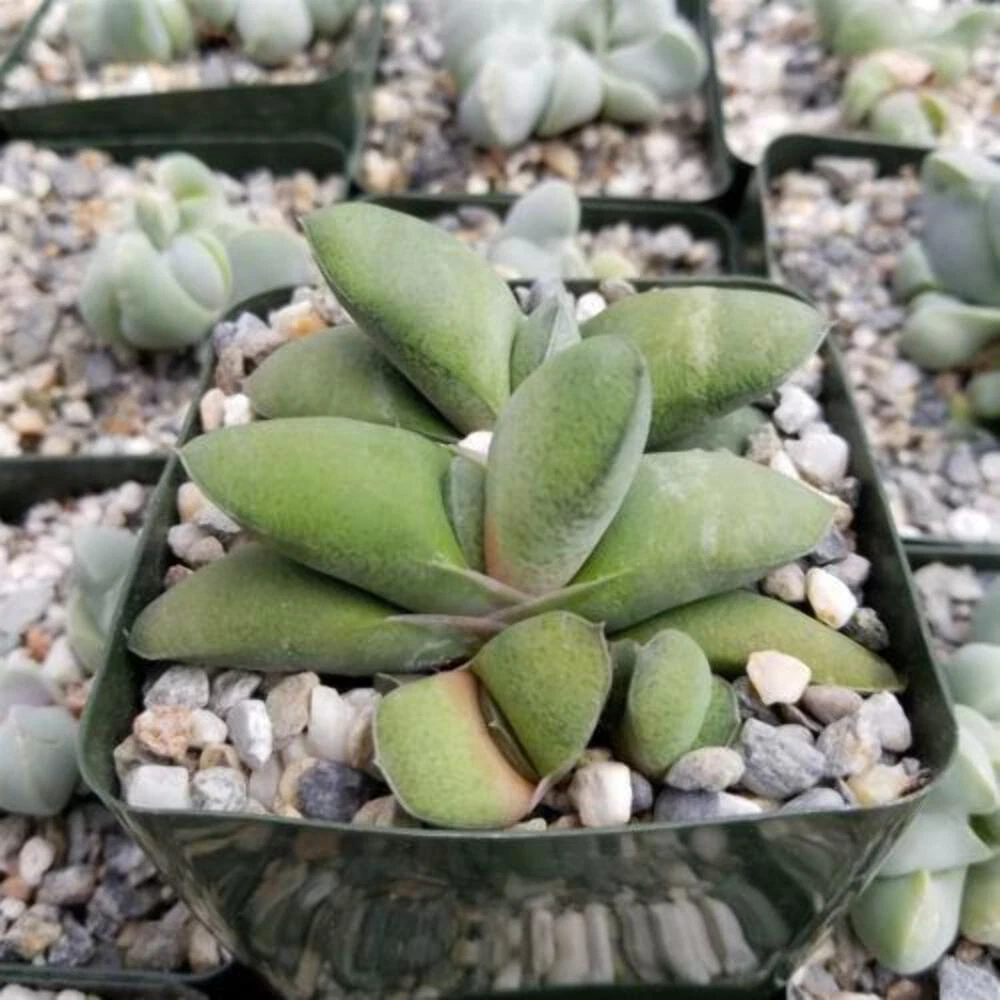 Gasteria glomerata cactus Cacti Succulent real live plant - €25,15 EUR