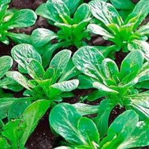 Dutch Corn Salad Seeds 500+ Broad Leaved Mache Greens Vegetable Garden  From US - $7.04